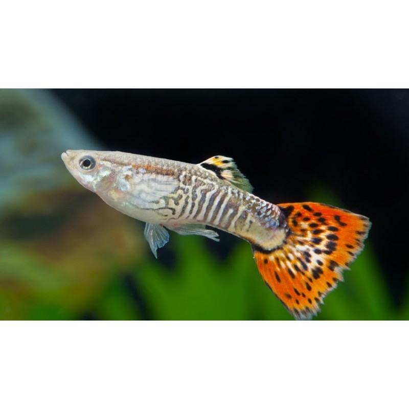 GUPPY MACHO COBRA VERMELHO 3-3.5 CM