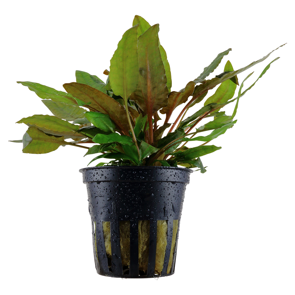 Cryptocoryne wendtii 'Tropica' potted