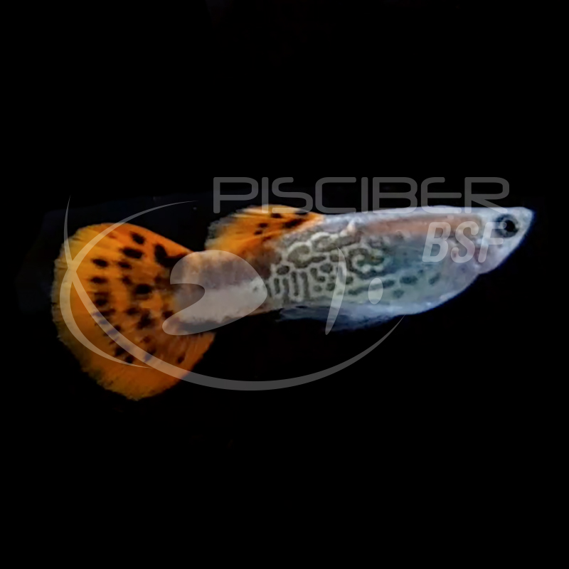 GUPPY MACHO COBRA ROJO 2.5-3 CM