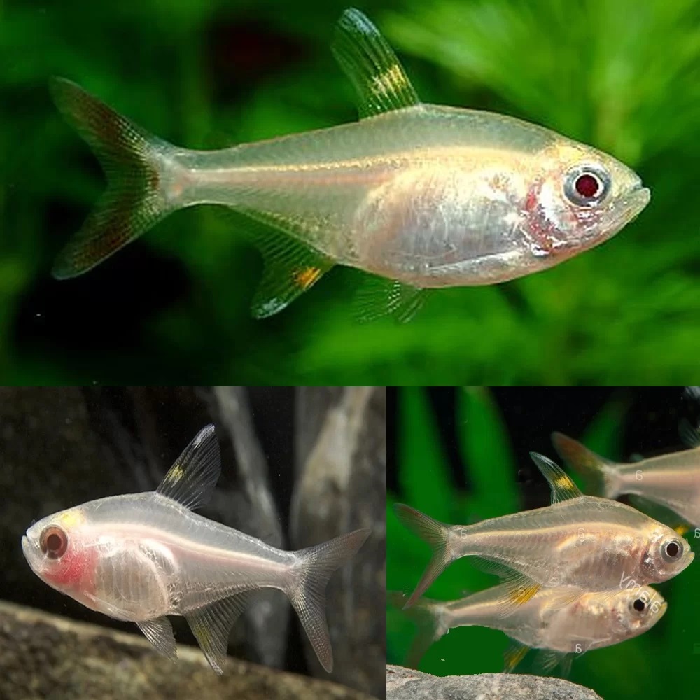 TETRA LIMON ALBINO 2.5-3 CM