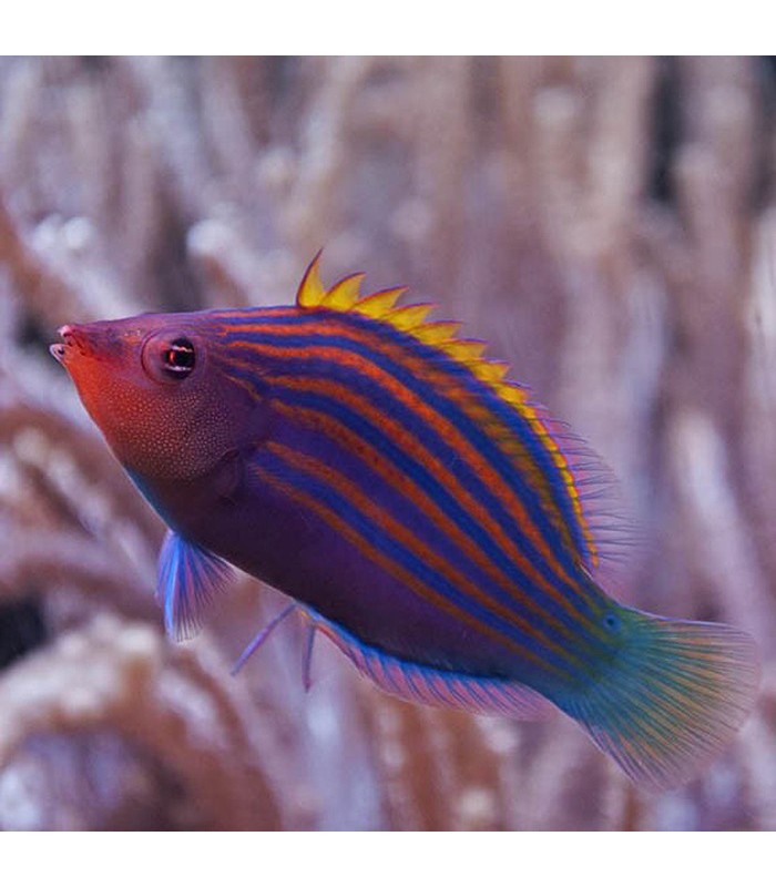 Pseudocheilinus hexataenia, Six Line Wrasse