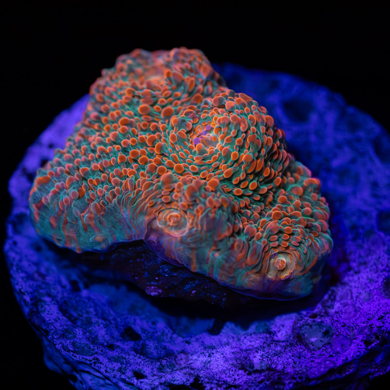 LPS Frag Pack I - WYSIWYG