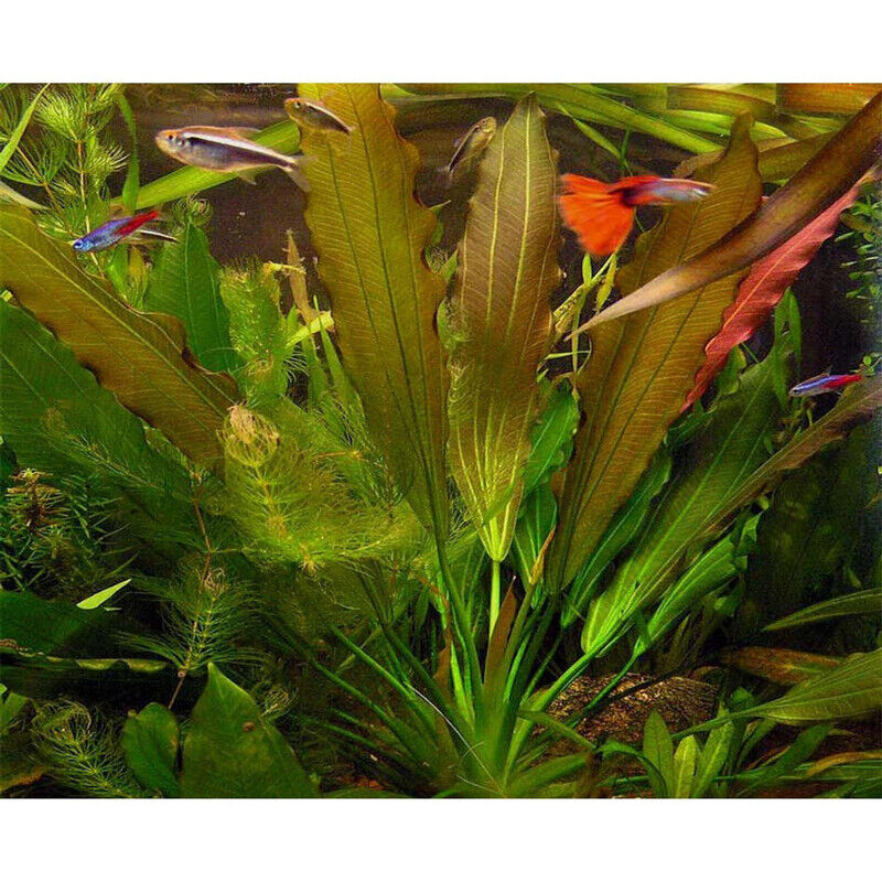 ECHINODORUS OSIRIS - RUBRA