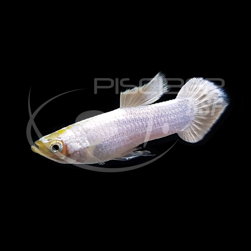 GUPPY MACHO SNOW WHITE 3-3.5 CM