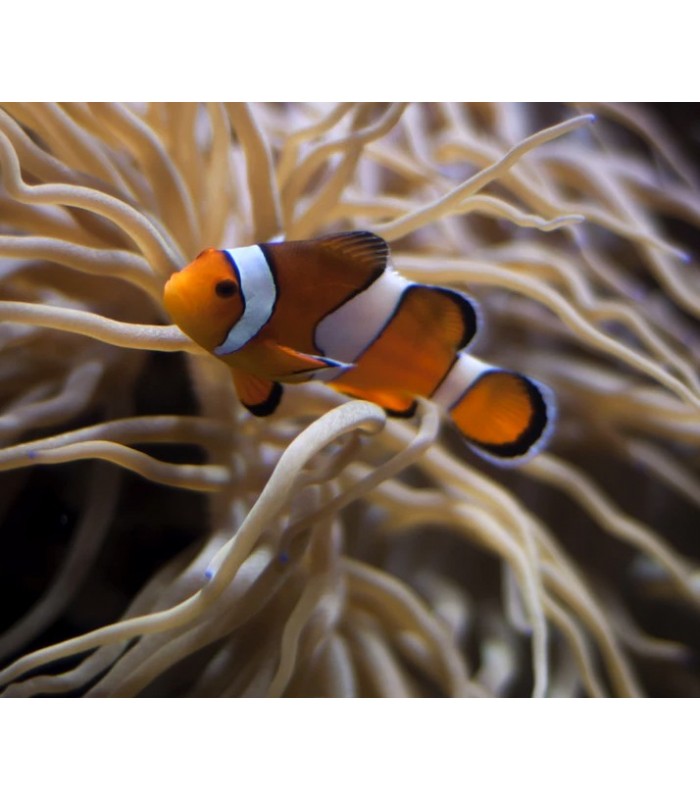 Peixe Palhaço - Amphiprion ocellaris