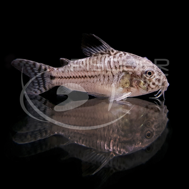 CORYDORAS JULII 2-2.5 CM