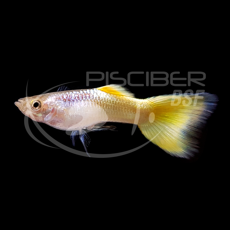 GUPPY MACHO AMARILLO ALEMAN 3.5-4 CM BSF