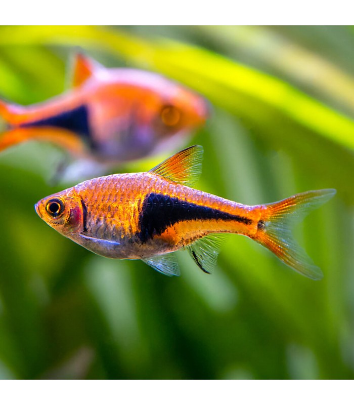 Rasbora Arlequim - Trigonostigma heteromorpha