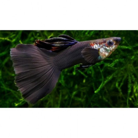 GUPPY MACHO TUXEDO NEGRO 3-3.5 CM BSF