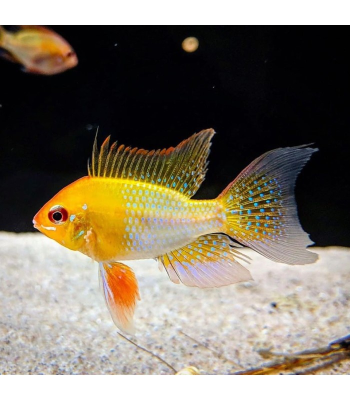 Ramirezi - Mikrogeophagus ramirezi