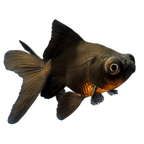 TELESCOPICO NEGRO 4-5 CM BSF