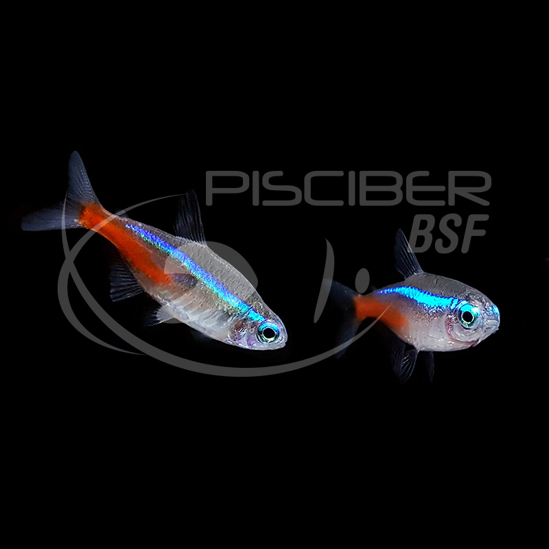 NEON INNESI 1.8-2 CM BSF