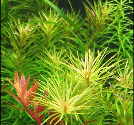 ROTALA NANJENASH (IN VITRO)